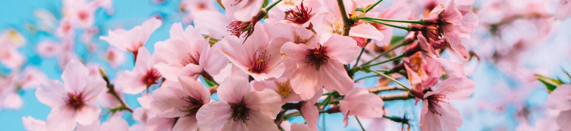 cherry blossom